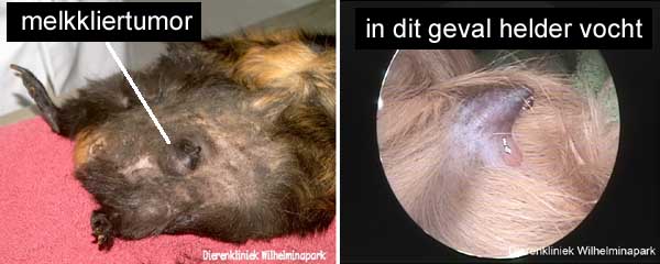 De cavia heeft twee tepels en de tumor kan een- of tweezijdig voorkomen.